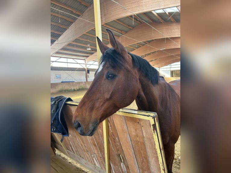 Oldenburger Ruin 15 Jaar 172 cm Bruin in Schönborn