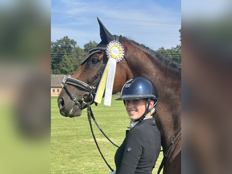 Oldenburger Ruin 15 Jaar 175 cm Bruin in Kempen