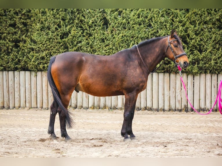 Oldenburger Ruin 16 Jaar 166 cm Bruin in Schneverdingen