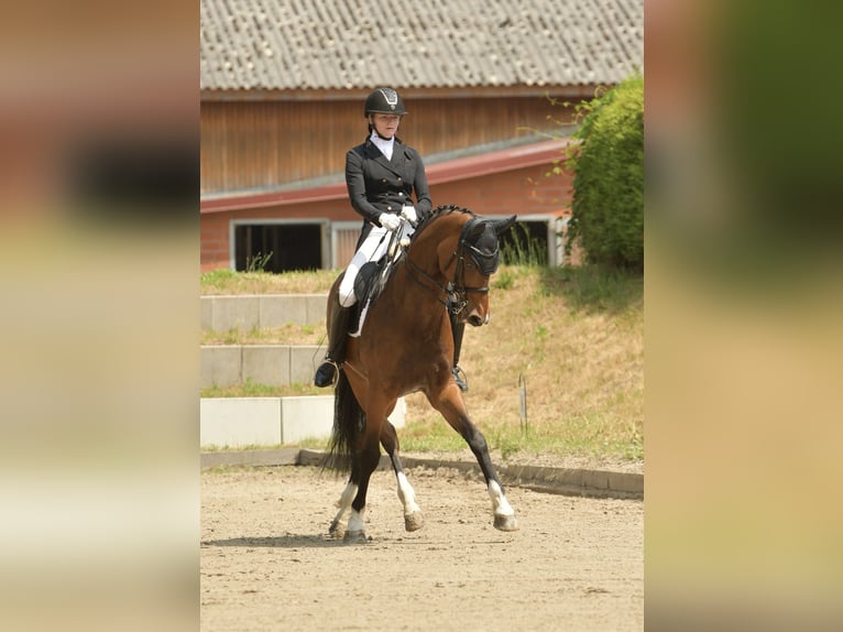 Oldenburger Ruin 16 Jaar 168 cm Bruin in Bad Oldesloe