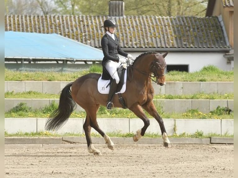 Oldenburger Ruin 16 Jaar 168 cm Bruin in Bad Oldesloe