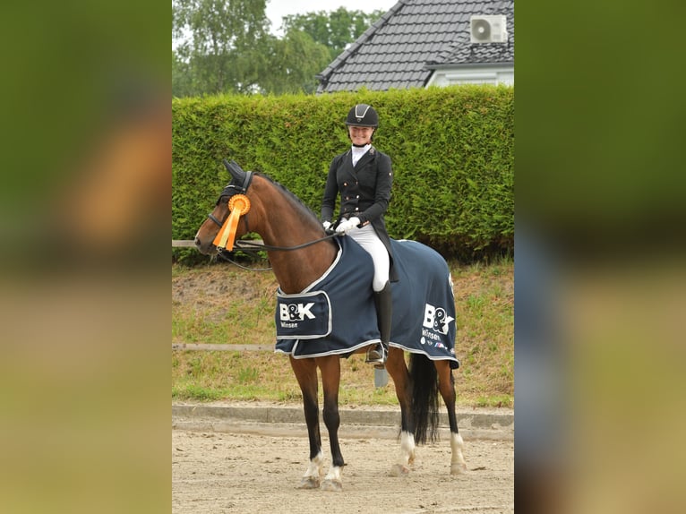 Oldenburger Ruin 16 Jaar 168 cm Bruin in Bad Oldesloe