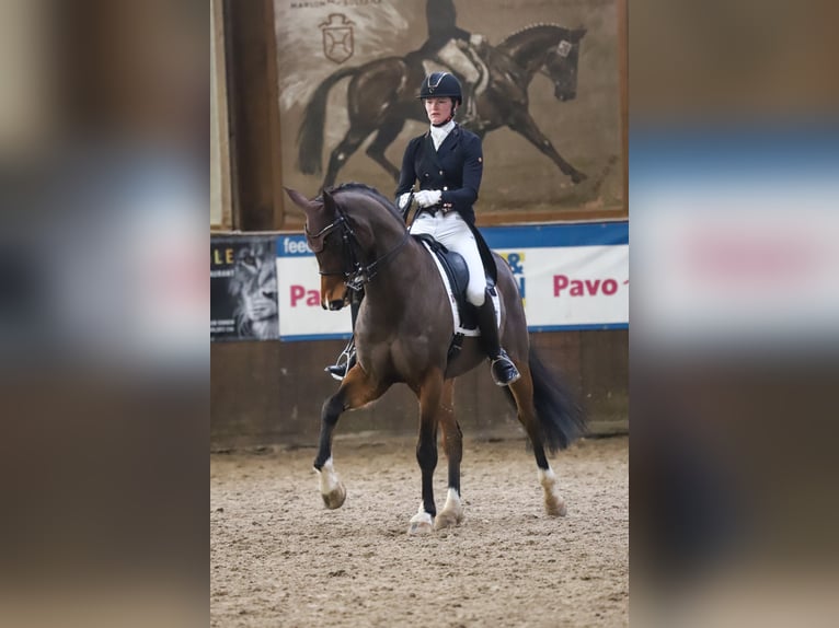 Oldenburger Ruin 16 Jaar 168 cm Bruin in Bad Oldesloe