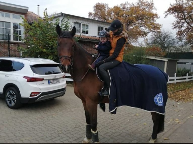 Oldenburger Ruin 16 Jaar 169 cm Bruin in Apensen