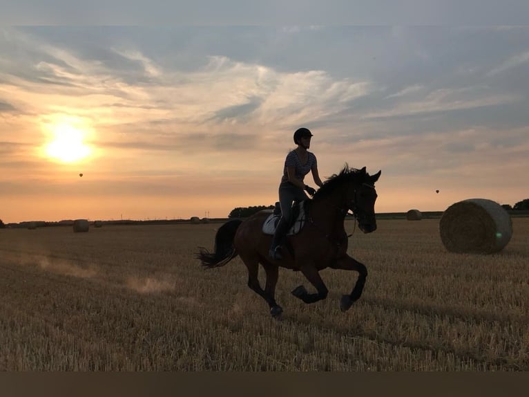 Oldenburger Ruin 16 Jaar 169 cm Bruin in Apensen