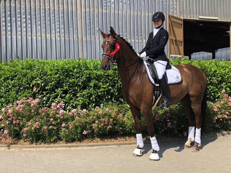 Oldenburger Ruin 16 Jaar 169 cm Donkere-vos in Boostedt
