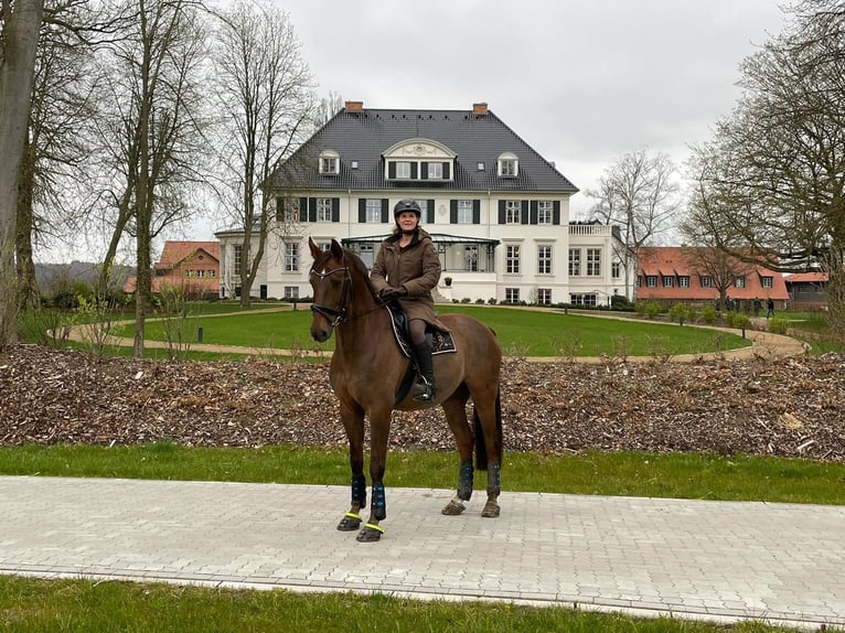 Oldenburger Ruin 16 Jaar 169 cm Donkere-vos in Boostedt