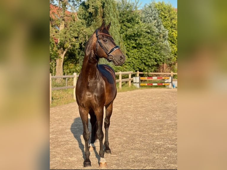 Oldenburger Ruin 16 Jaar 170 cm Donkerbruin in Affinghausen