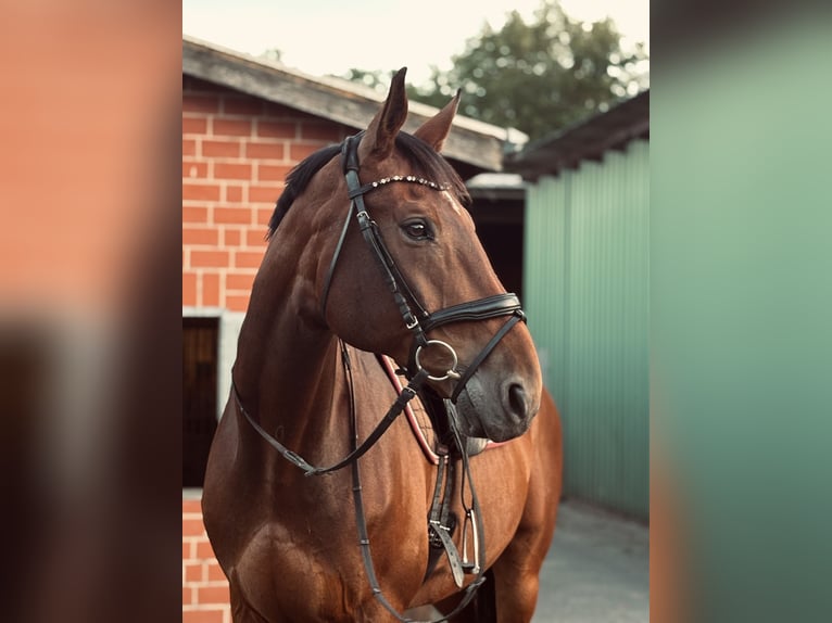 Oldenburger Ruin 16 Jaar 174 cm Bruin in Jorkk