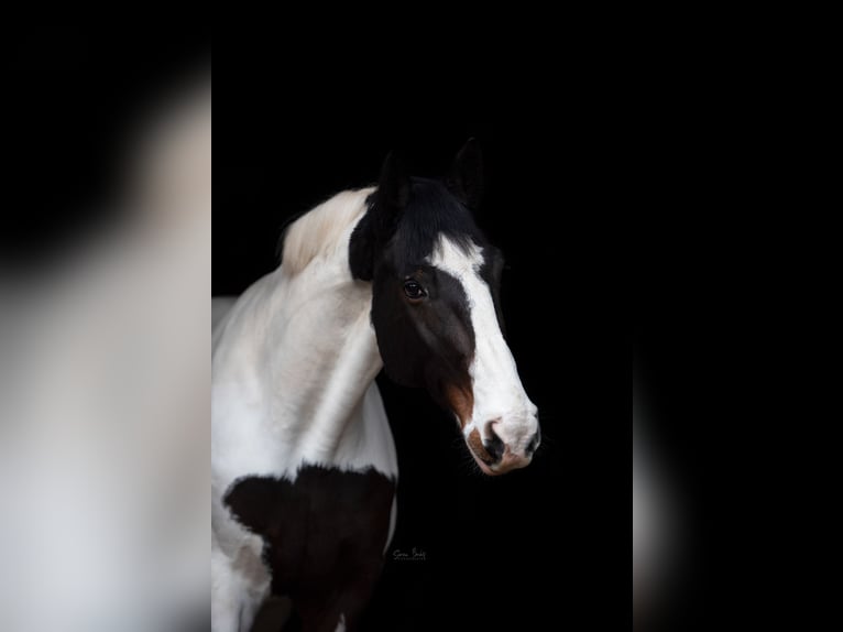 Oldenburger Ruin 16 Jaar 174 cm Gevlekt-paard in Gelnhausen