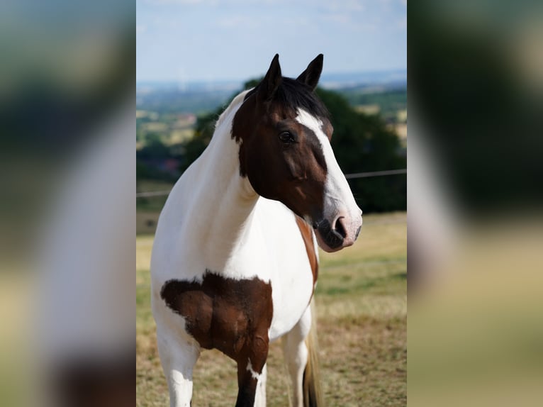 Oldenburger Ruin 16 Jaar 174 cm Gevlekt-paard in Gelnhausen