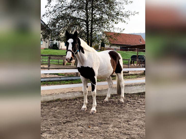 Oldenburger Ruin 16 Jaar 174 cm Gevlekt-paard in Gelnhausen