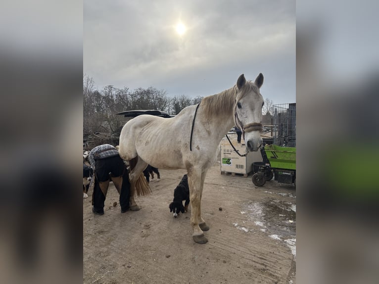 Oldenburger Ruin 16 Jaar 175 cm Vliegenschimmel in Wahlitz