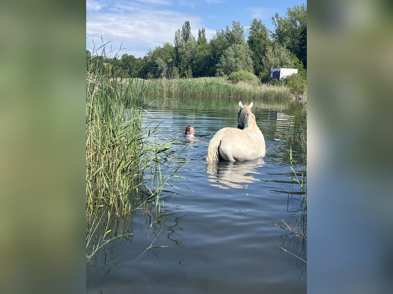 Oldenburger Ruin 16 Jaar 175 cm Vliegenschimmel in Wahlitz