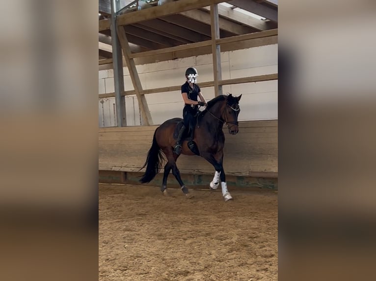 Oldenburger Ruin 17 Jaar 174 cm Bruin in Welzheim