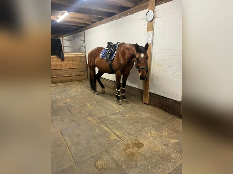 Oldenburger Ruin 17 Jaar 174 cm Bruin in Renchen