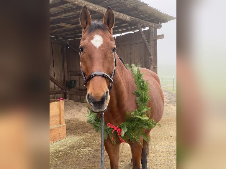 Oldenburger Ruin 17 Jaar 175 cm Bruin in Murg
