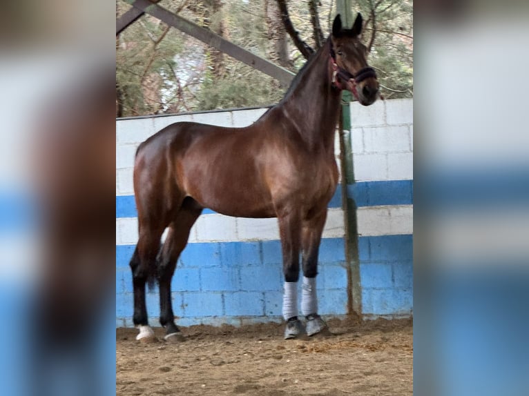 Oldenburger Ruin 17 Jaar Bruin in Mostoles