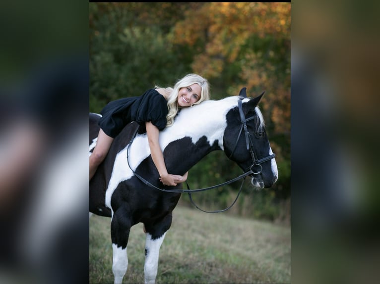 Oldenburger Ruin 19 Jaar 152 cm Gevlekt-paard in Cumming