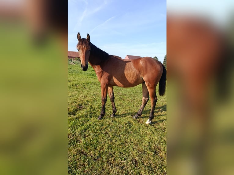 Oldenburger Ruin 1 Jaar 168 cm Bruin in Oebisfelde