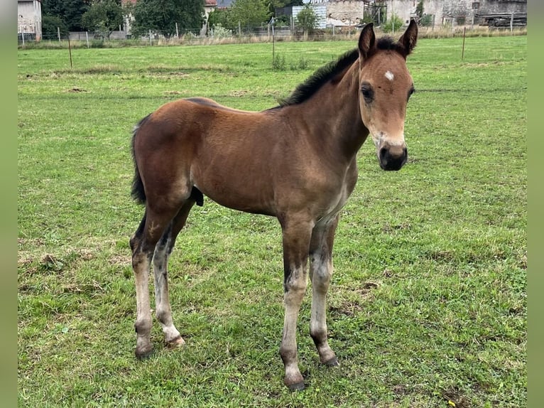 Oldenburger Ruin 1 Jaar 168 cm Bruin in Oebisfelde