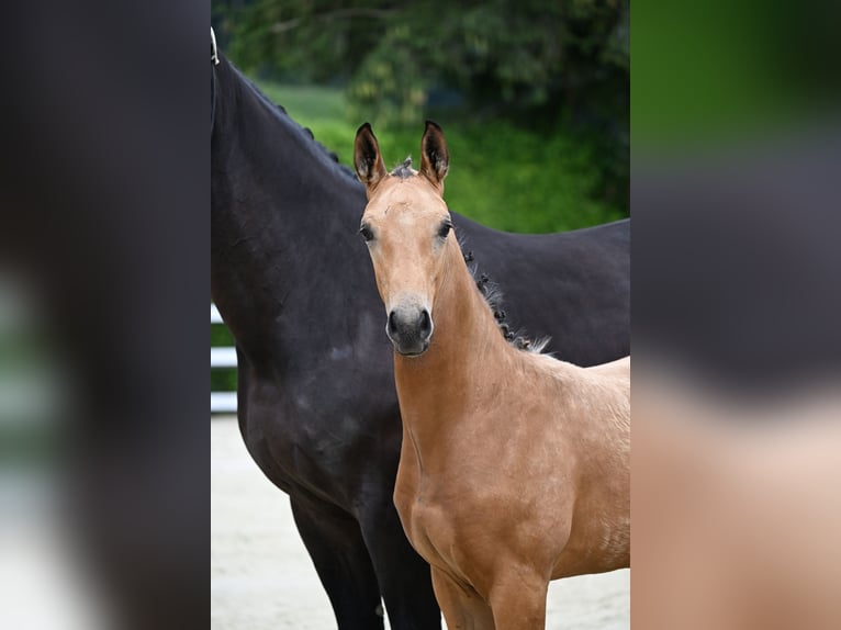 Oldenburger Ruin 1 Jaar 170 cm Buckskin in Bad F&#xFC;ssing