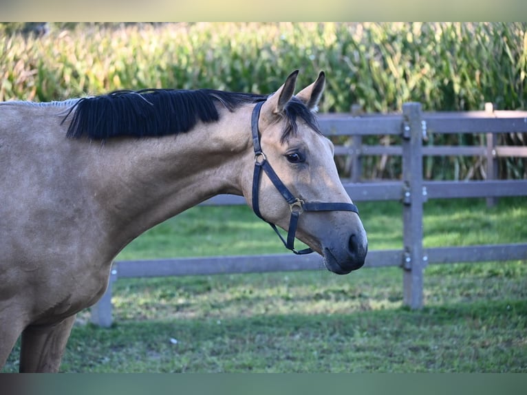 Oldenburger Ruin 1 Jaar 170 cm Buckskin in Bad F&#xFC;ssing