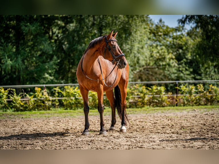 Oldenburger Ruin 20 Jaar 169 cm Bruin in Groß Ippener