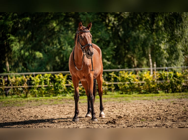 Oldenburger Ruin 20 Jaar 169 cm Bruin in Groß Ippener