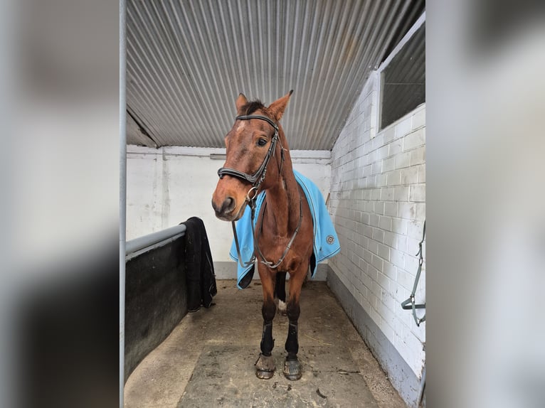 Oldenburger Ruin 20 Jaar 169 cm Bruin in Bassum