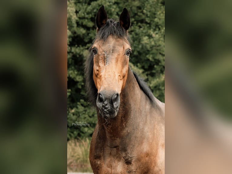 Oldenburger Ruin 20 Jaar 178 cm Bruin in Rosendahl