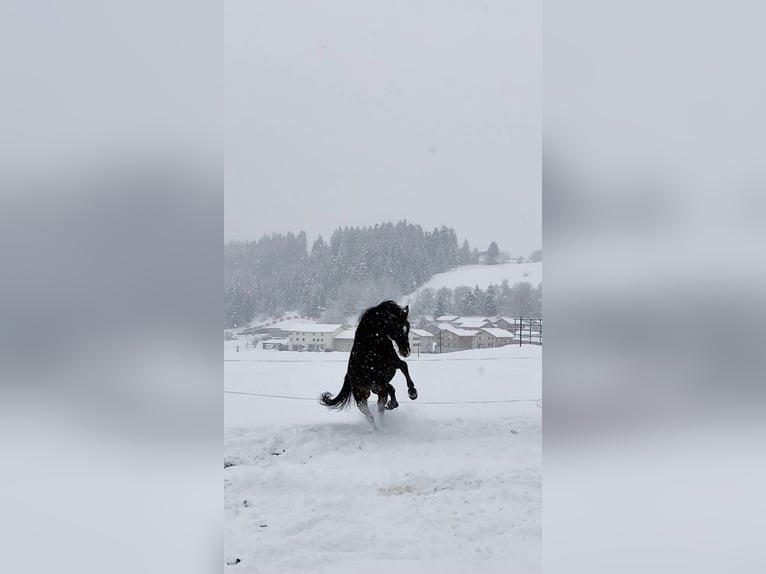 Oldenburger Ruin 24 Jaar 173 cm Bruin in Kirchberg SG