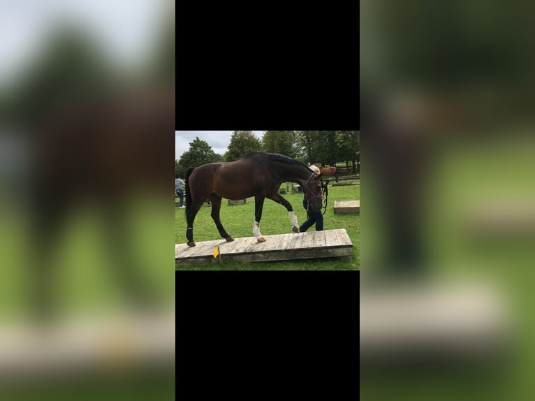 Oldenburger Ruin 26 Jaar 173 cm in Schwaförden