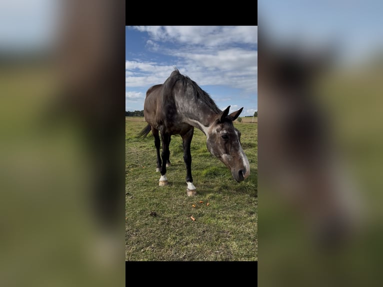 Oldenburger Ruin 26 Jaar 173 cm in Schwaförden