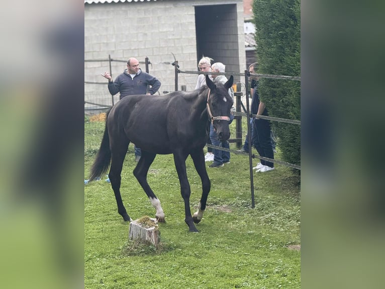 Oldenburger Ruin 2 Jaar 155 cm Zwartbruin in Prairie