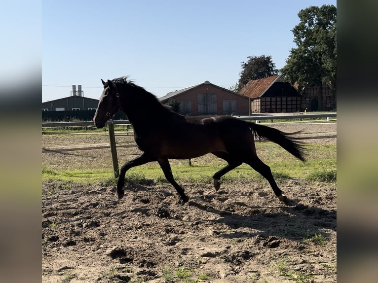 Oldenburger Ruin 2 Jaar 158 cm Donkerbruin in Gehrde