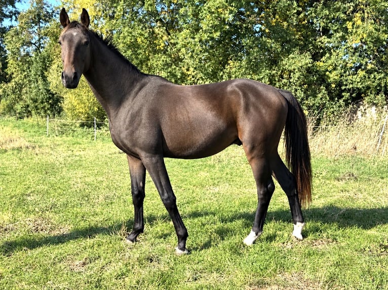 Oldenburger Ruin 2 Jaar 164 cm Donkerbruin in Laubach