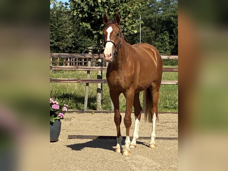 Oldenburger Ruin 2 Jaar 166 cm Donkere-vos in Blunk