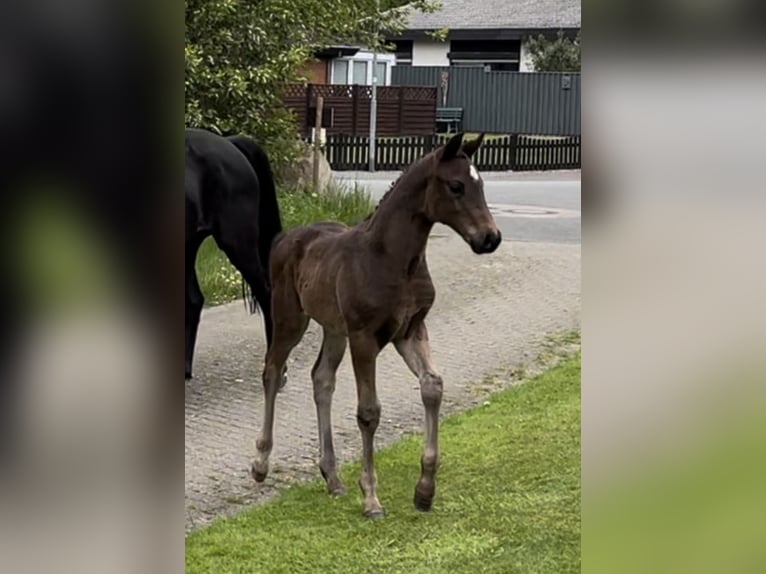 Oldenburger Ruin 2 Jaar 167 cm Donkerbruin in Breklum
