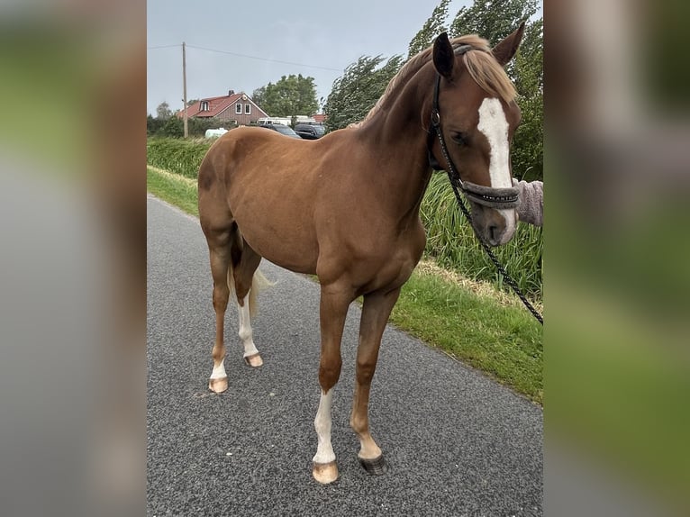 Oldenburger Ruin 2 Jaar 167 cm Vos in Norden Norddeich