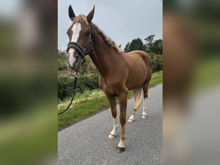 Oldenburger Ruin 2 Jaar 167 cm Vos in Norden Norddeich
