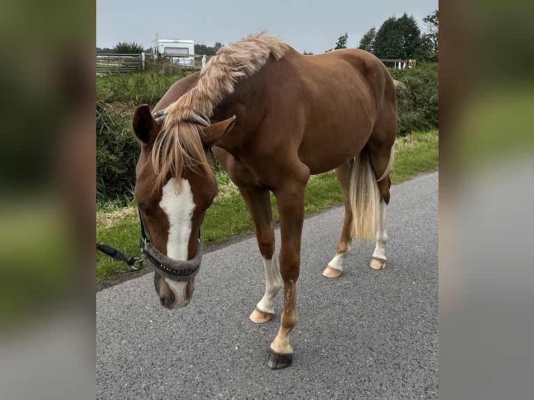 Oldenburger Ruin 2 Jaar 167 cm Vos in Norden Norddeich