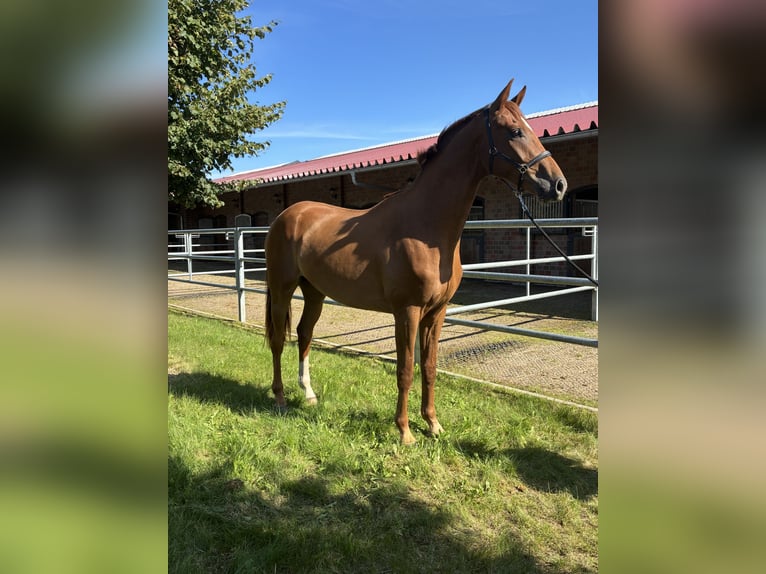 Oldenburger Ruin 2 Jaar 168 cm Donkere-vos in Blunk