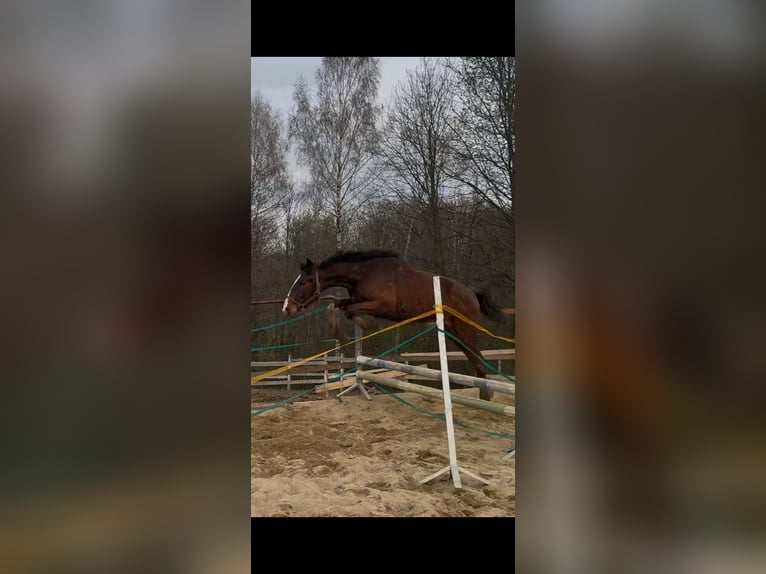 Oldenburger Ruin 2 Jaar 168 cm Roodbruin in Krasne-Lasocice