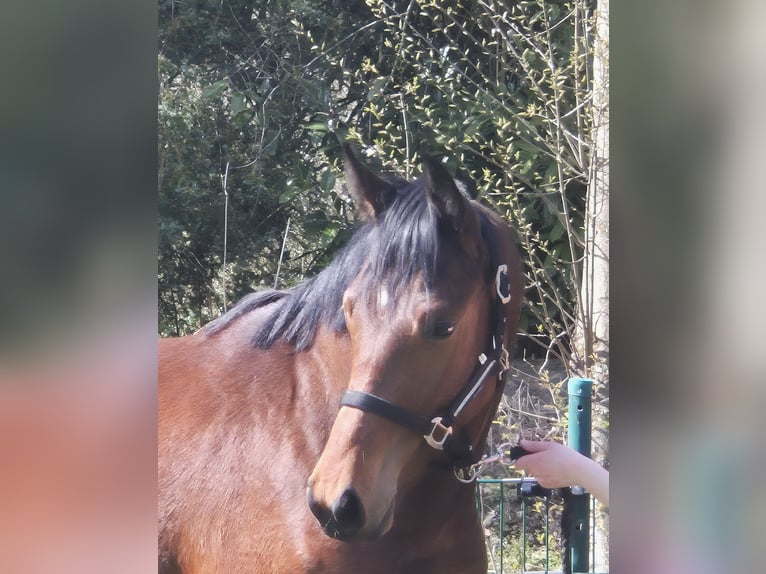 Oldenburger Ruin 2 Jaar 169 cm Donkerbruin in Drentwede