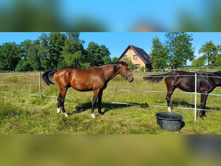 Oldenburger Ruin 2 Jaar 170 cm Bruin in Südbrookmerland