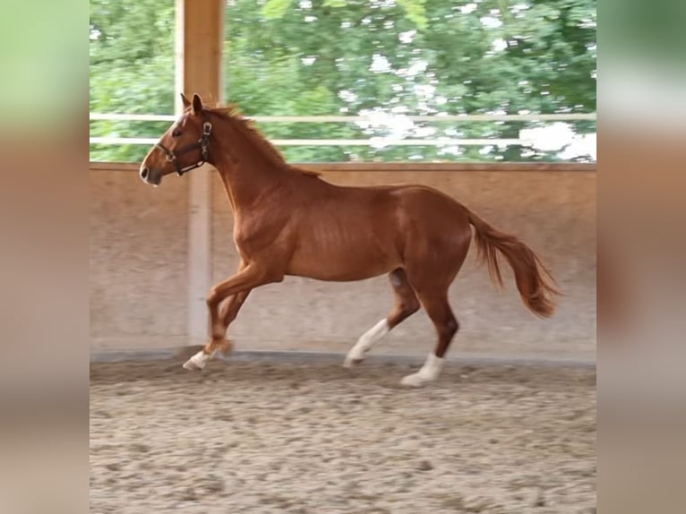 Oldenburger Ruin 2 Jaar 170 cm Vos in Neupotz