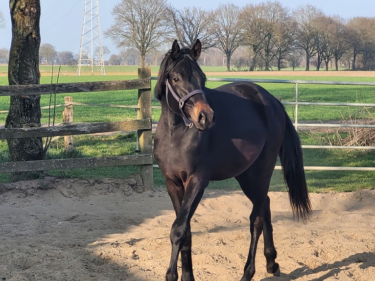 Oldenburger Ruin 2 Jaar 170 cm Zwartbruin in Wildeshausen