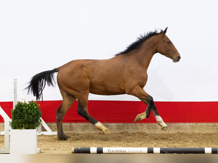 Oldenburger Ruin 2 Jaar 171 cm Bruin in Waddinxveen
