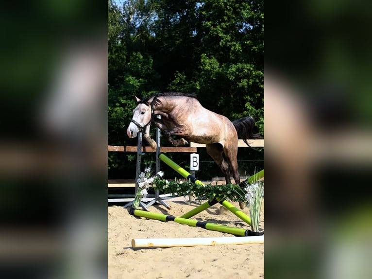 Oldenburger Ruin 2 Jaar 173 cm Schimmel in Sadek